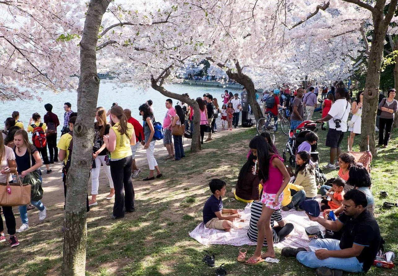 National Cherry Blossom Festival